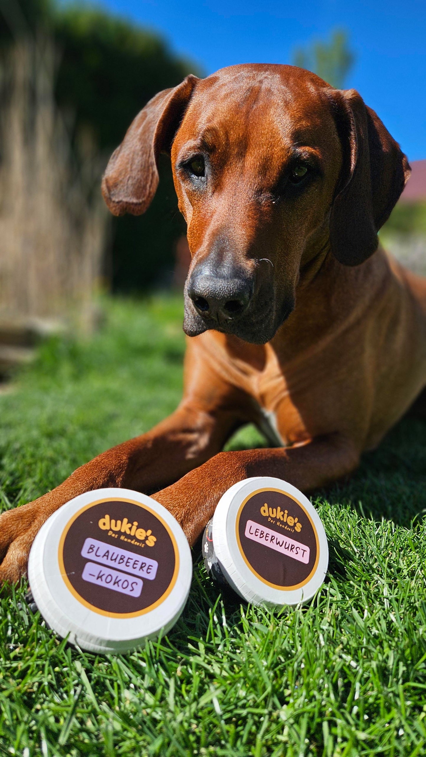 dukie's Hundeeis - Die Mixbox (6x 110g Becher)